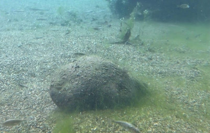 (大野市議会本会議・ライブ中継も)3日は一般質問、5人が立ちます